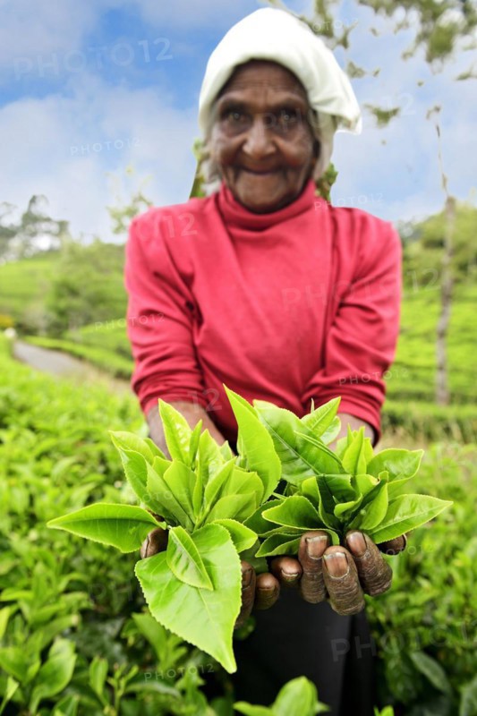 Elderly tea picker showing plucked tea leaves