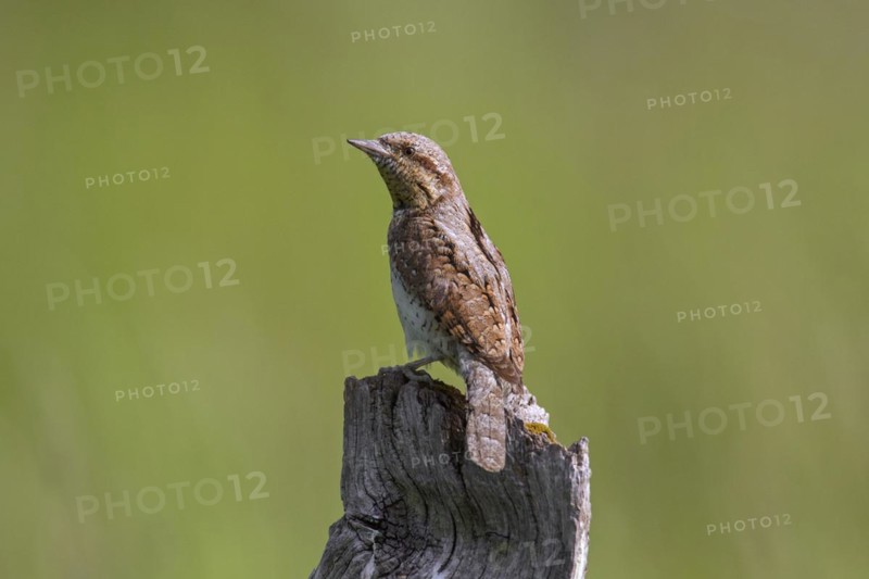 Eurasian wryneck