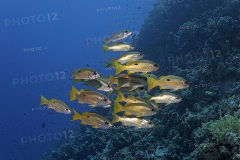 Shoal of fish