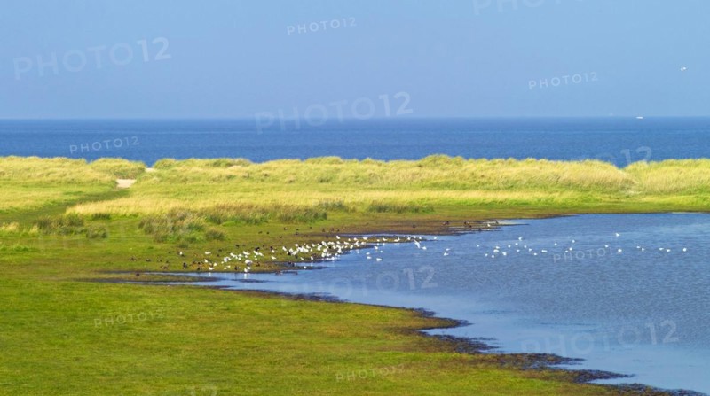 Salt marsh and seagull colony in Schillig