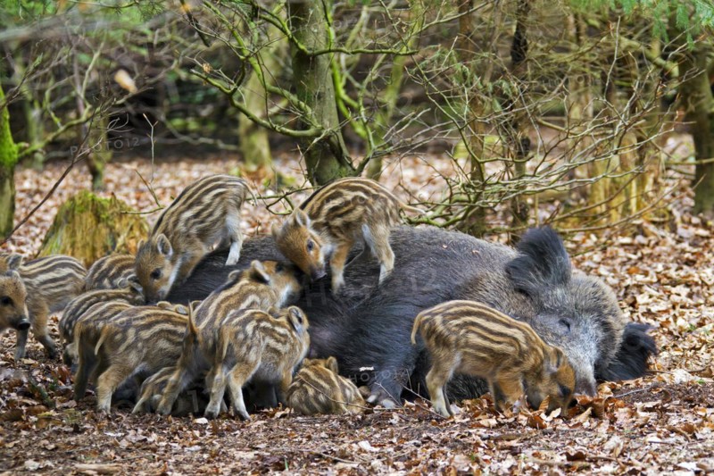 Wild boar