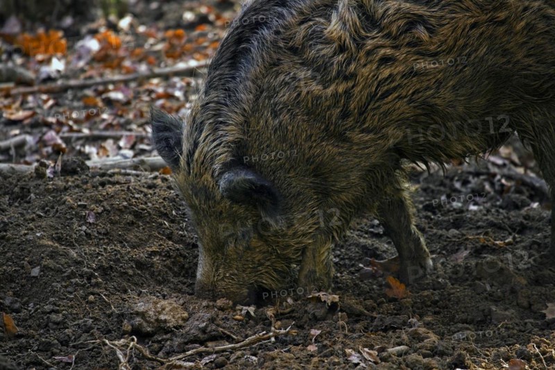Wild boar