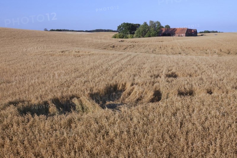 Damage in oat field