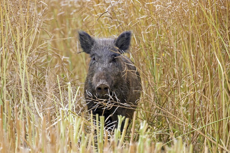 Solitary wild boar