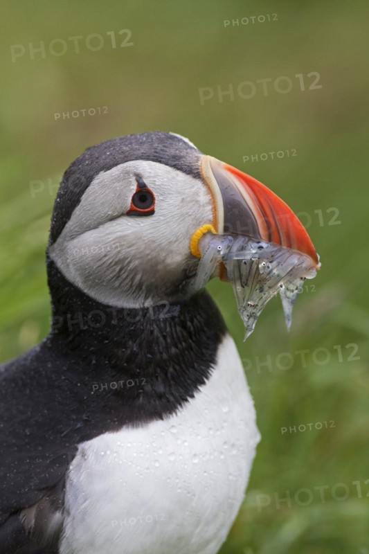 Atlantic puffin