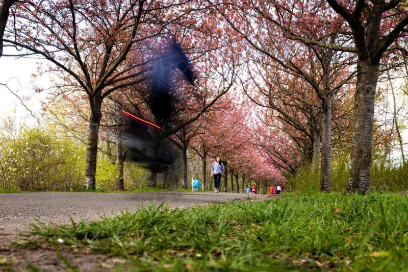 A cyclist rides through an avenue of cherry trees in Berlin