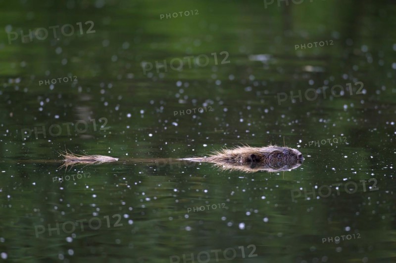Eurasian beaver