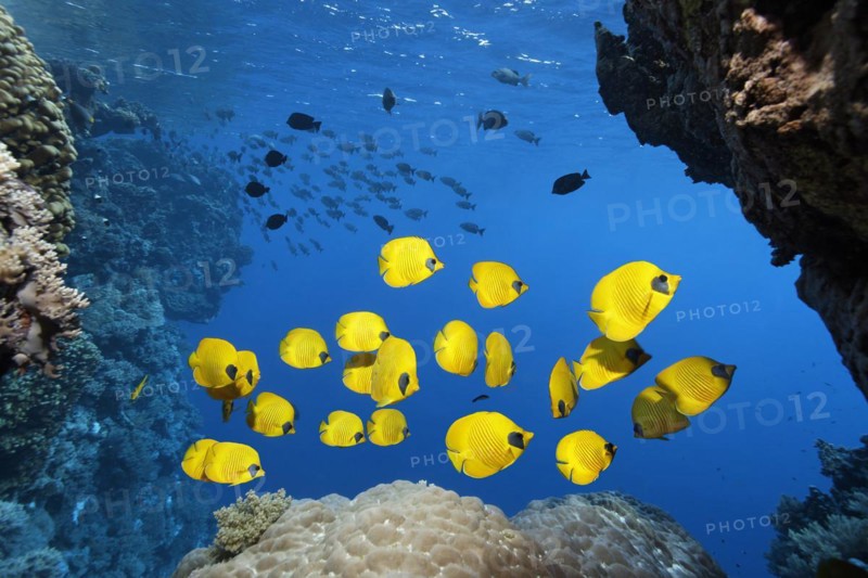 Shoal of fish