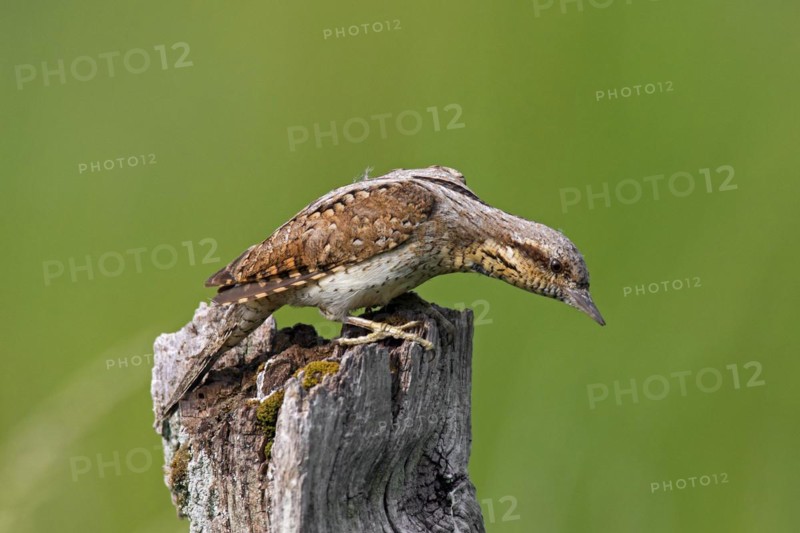 Eurasian wryneck