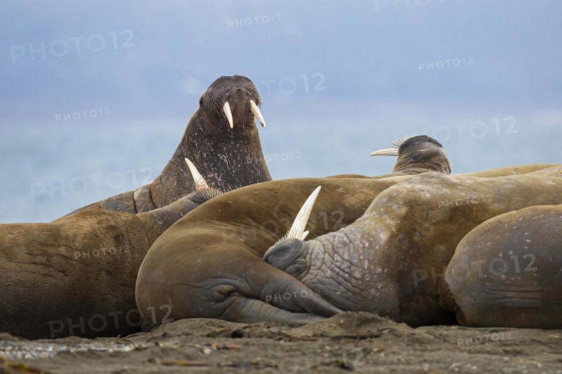 Group of male walruses