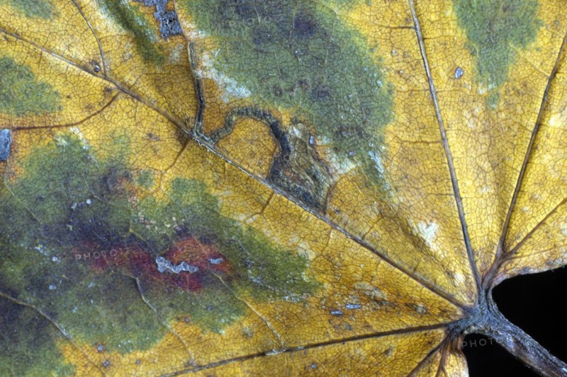Withered Norway Maple Leaf