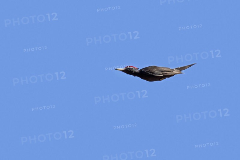 Black woodpecker