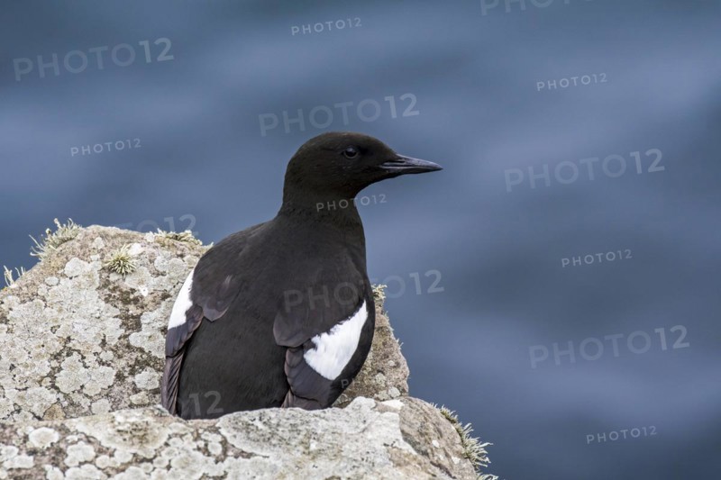 Black guillemot