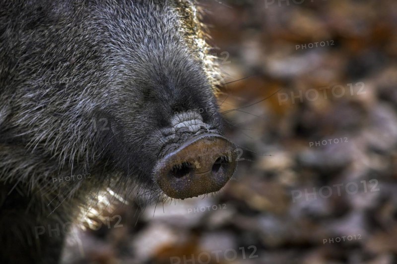 Wild boar
