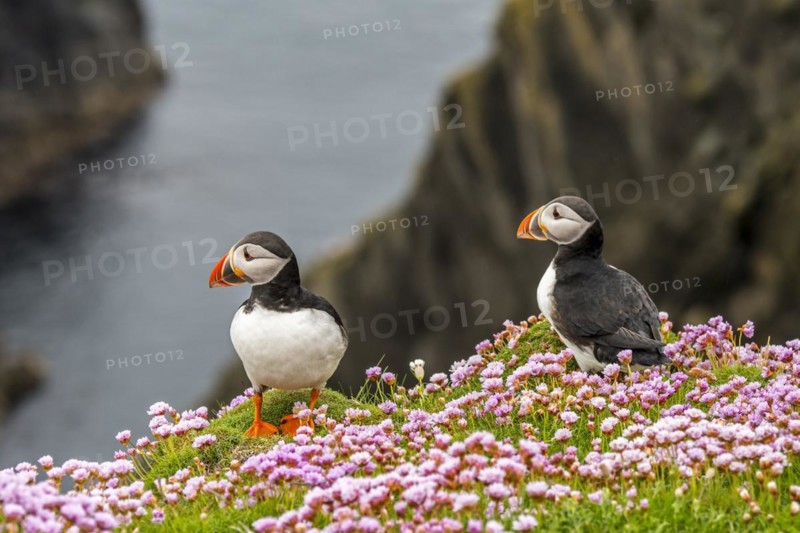 Two Atlantic puffins