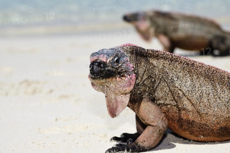 Rock Iguanas
