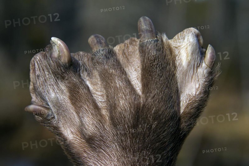 European beaver