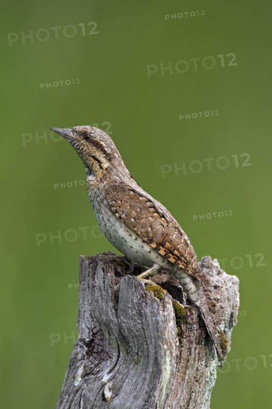 Eurasian wryneck