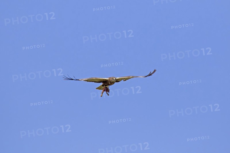 Western marsh harrier