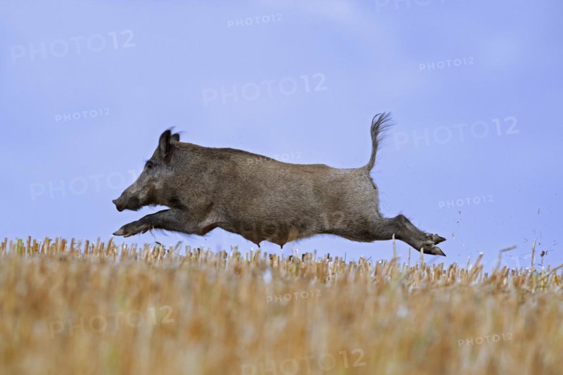 Solitary wild boar