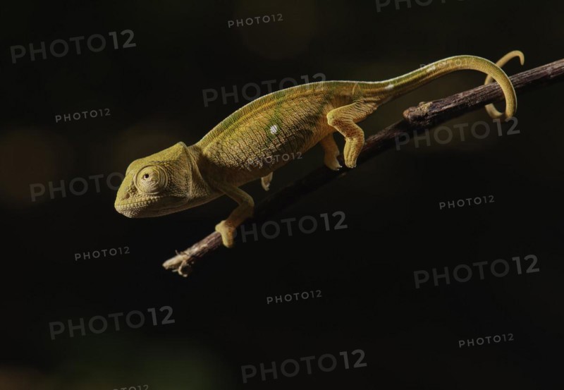 A juvenile parson chameleon