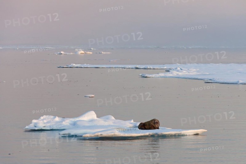 Walrus