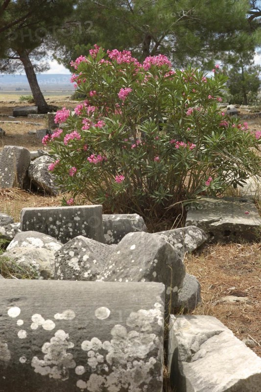 Remains of columns with flowering oleander