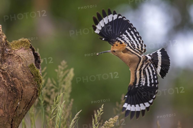 Hoopoe