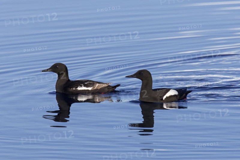 Two black guillemots