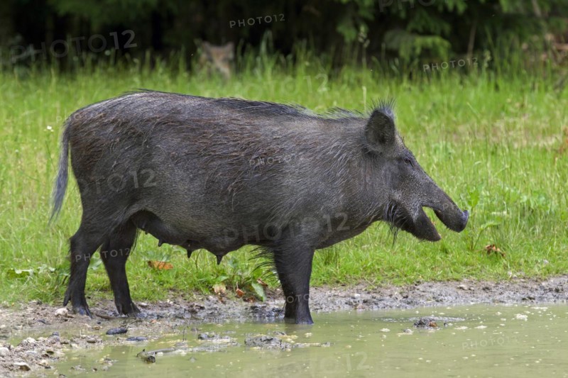 Wild boar