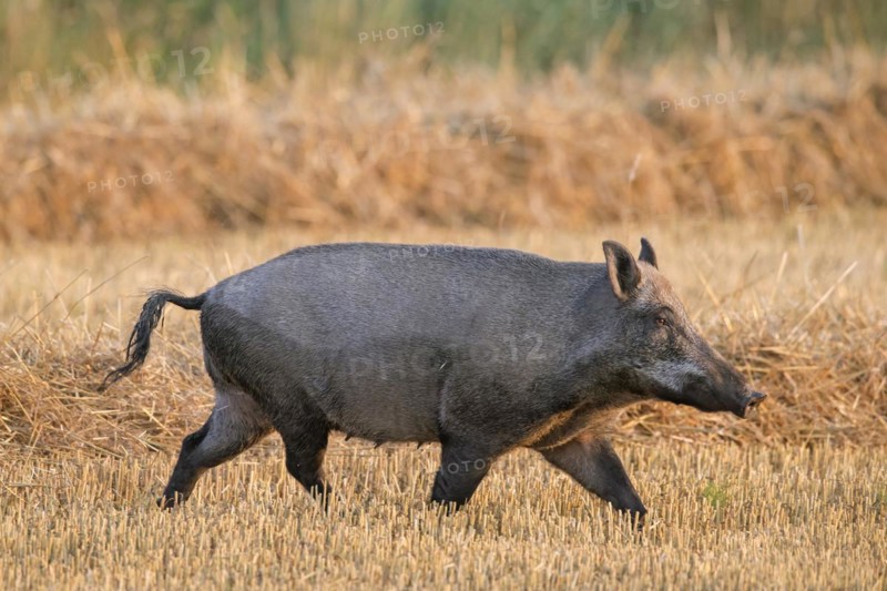 Solitary wild boar