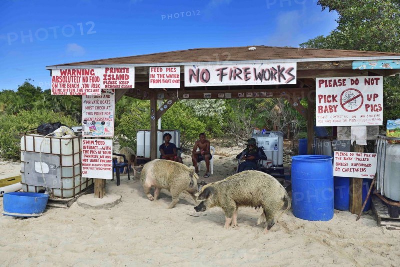Floating Pig Station