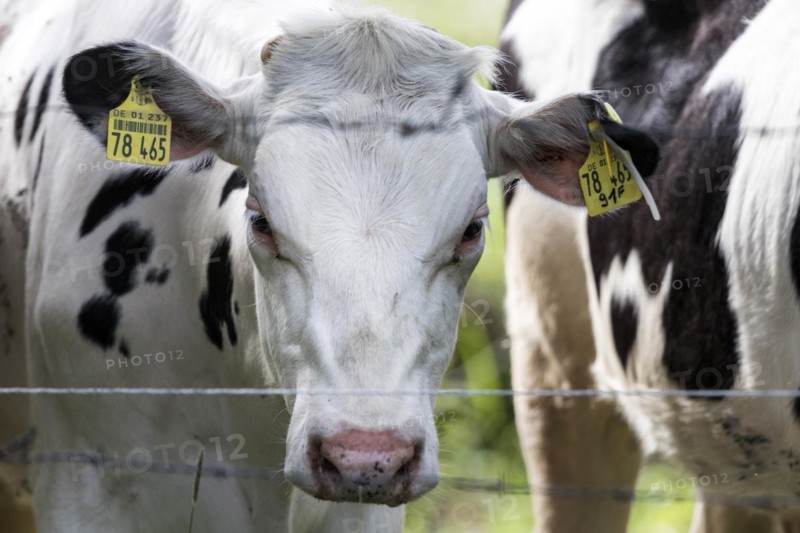 Cows in a paddock behind a pasture fence