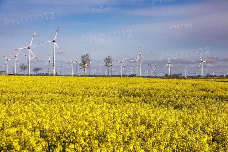 Rape field in full bloom in front of wind turbines near Buesum on the North Sea coast