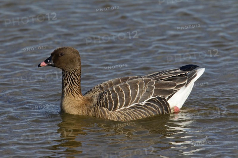Pink-footed goose