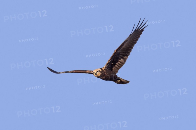 Eurasian marsh harrier