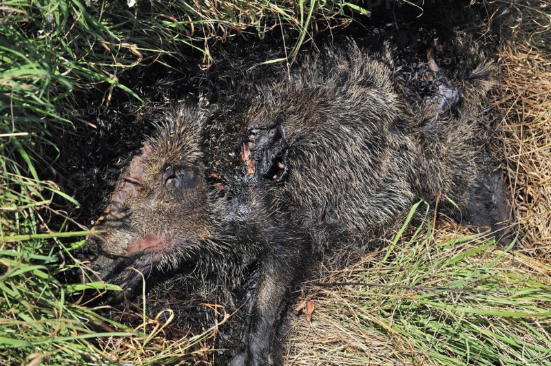 Wild boar