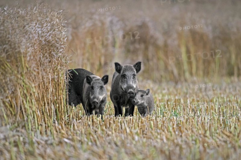 Wild boars
