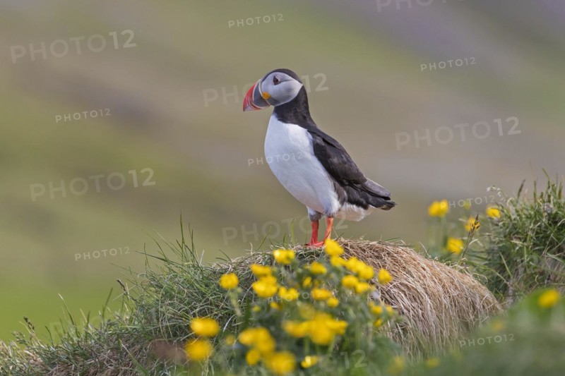 Atlantic puffin