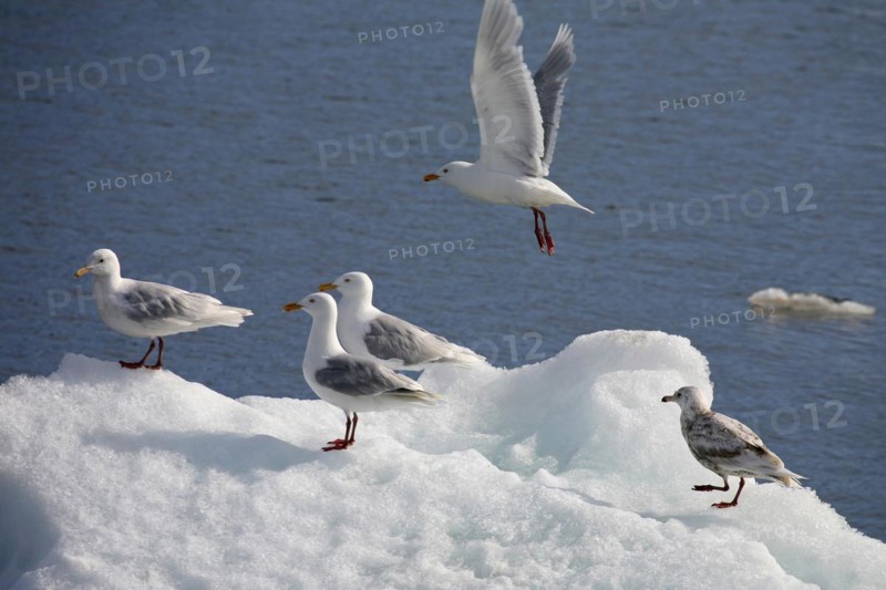 Glaucous gulls