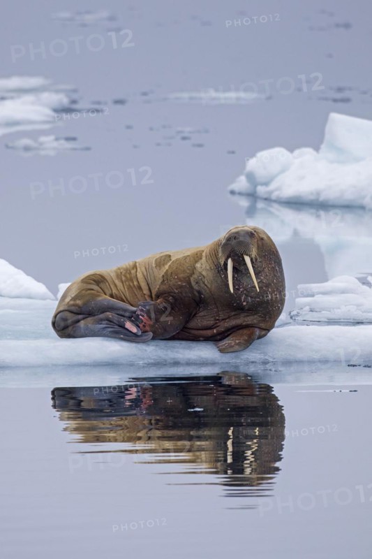 Walrus