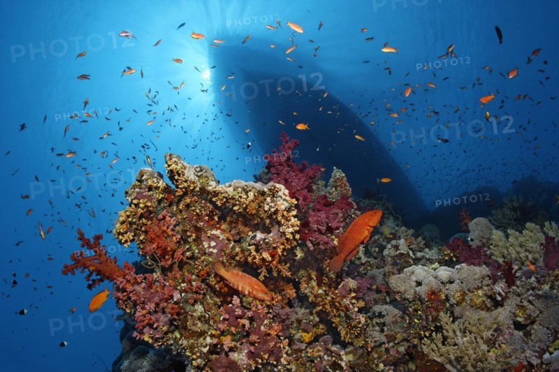 Coral reef with many different corals