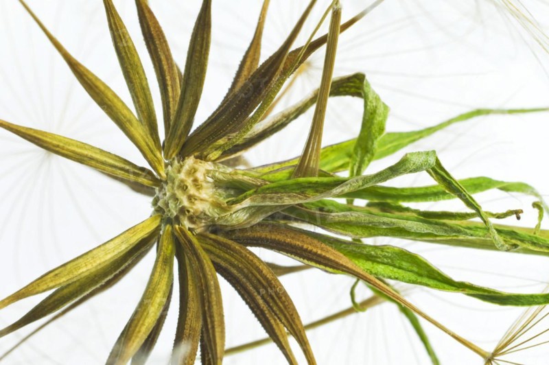 Seed stand from a goats beard
