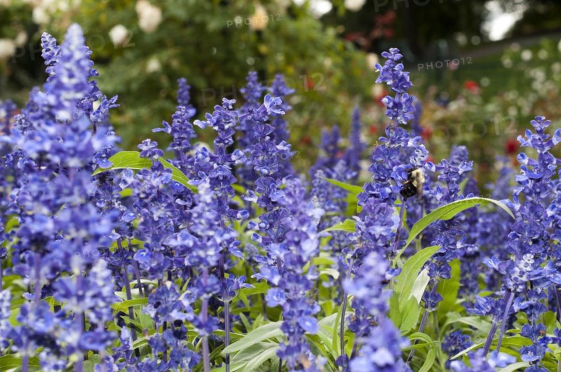 Lavanda