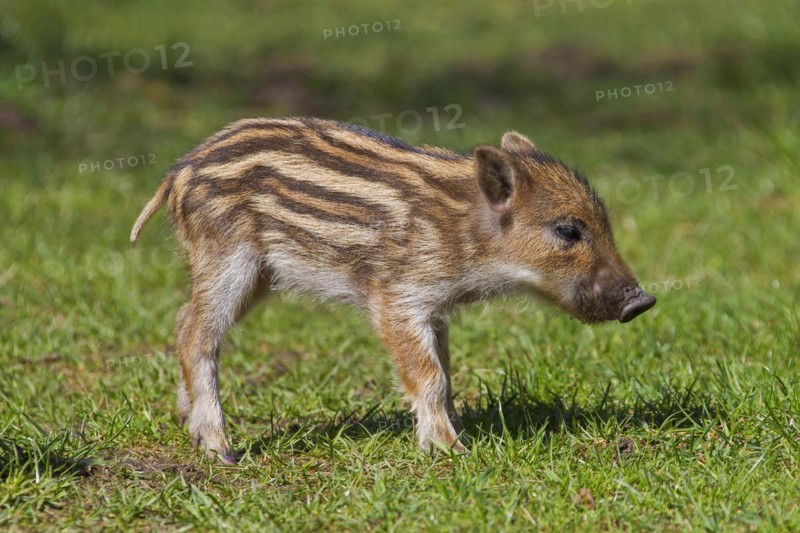Wild boar