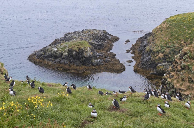Atlantic puffins