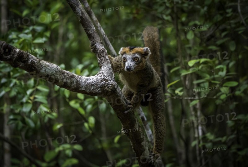 A male crowned lemur