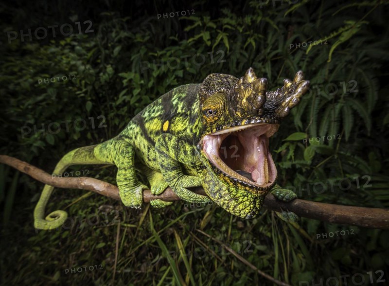 A male parson chameleon