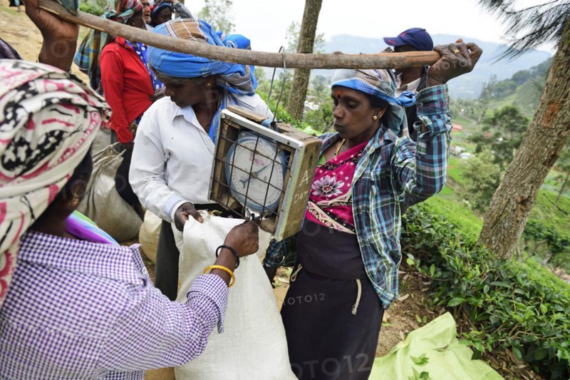 Tea pickers weighing tea at the collection point