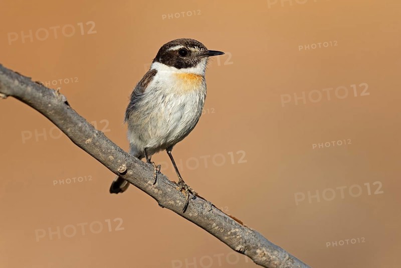 Canary islands stonechat